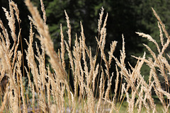 Gras  - Herbst (PicinPic)