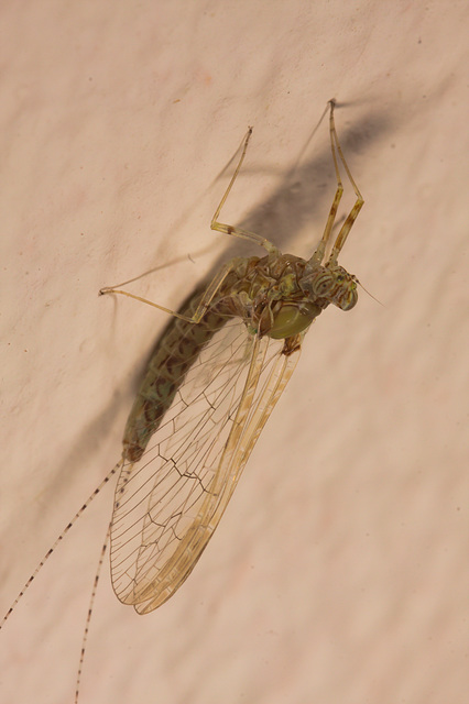 IMG 4023 Mayfly