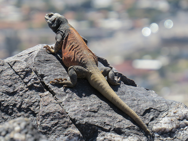 Chuckwalla