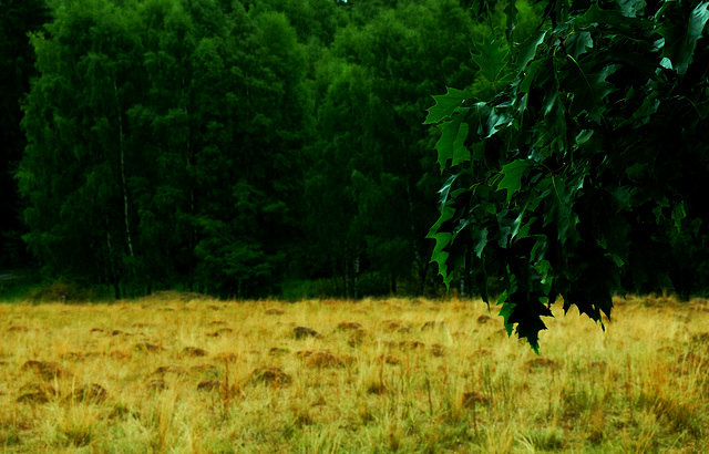 Wald, Benneckenstein