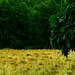 Wald, Benneckenstein