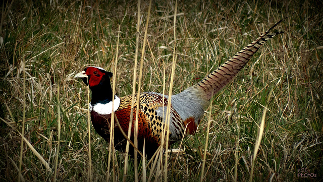 (Phasianus colchicus - Common Pheasant),