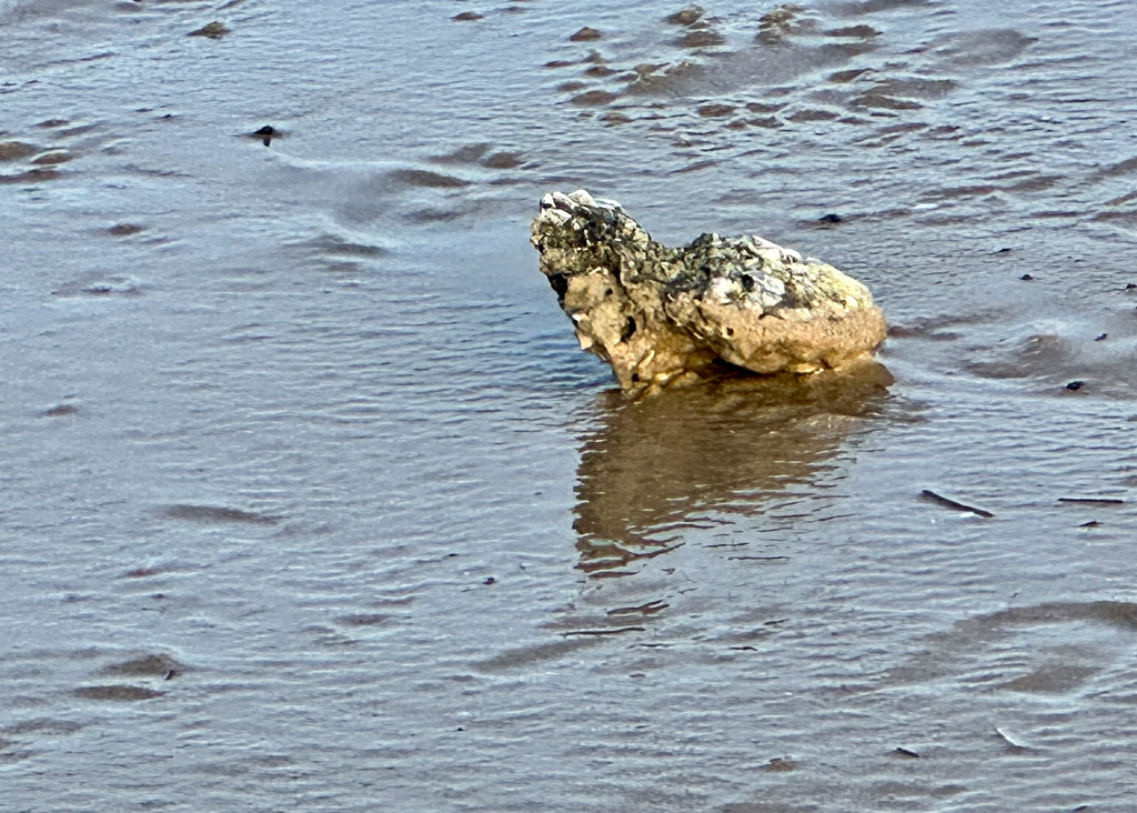 Eine seltsame Schildkröte :)