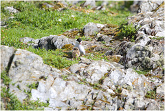 EF7A5130 Arctic Tern and chick