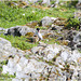 EF7A5130 Arctic Tern and chick