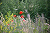 Melilotus en Papaver