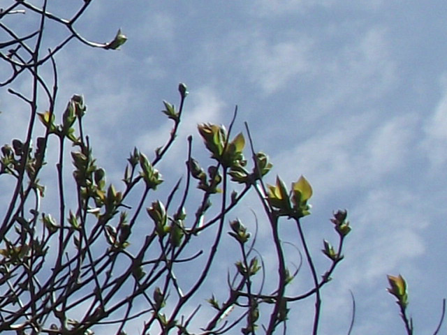 The lilac trees are starting to bud and leaf
