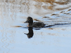 20170404 0070CPw [D~MI] Reiherente, Großes Torfmoor, Hille