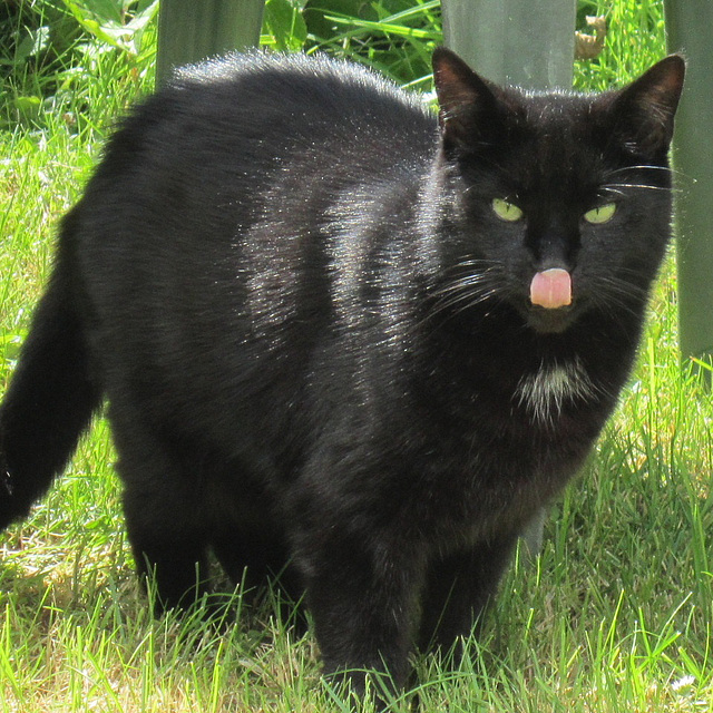 Pippin showed me his feelings when I told him to leave the  slow worm alone