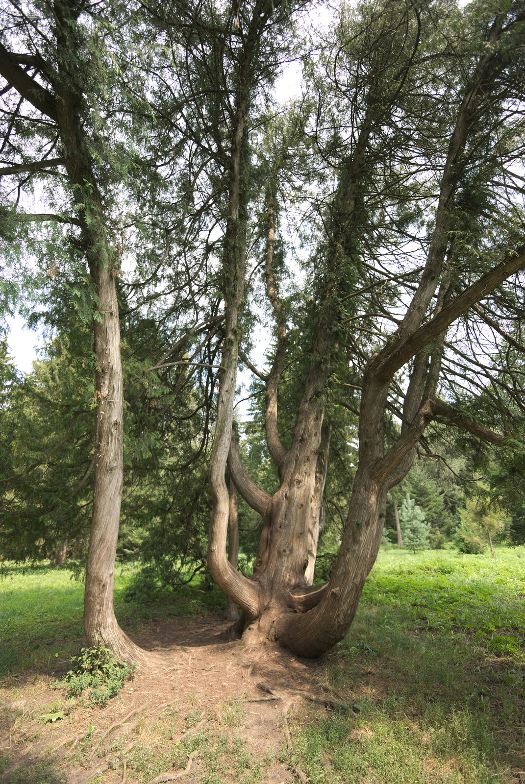 Im Arboretum Trostjanez