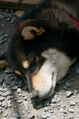 Chien de garde légèrement assoupi