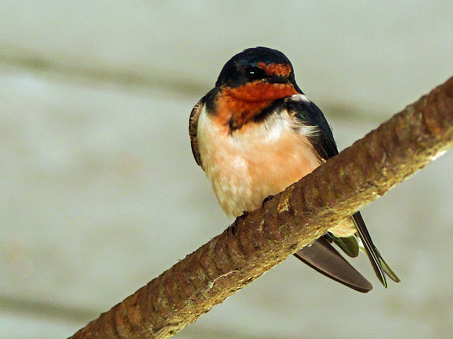 Day 4, Barn Swallow, The Tip, Pt Pelee