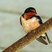 Day 4, Barn Swallow, The Tip, Pt Pelee