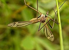 Cranefly