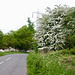 May blossom, Bond Lane leading to Mountsorrel