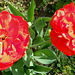 Tulipa gesner. fl. pl.