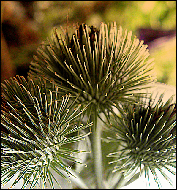 Arctium -Familie Asteraceae (Klis)