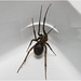 IMG 0438 Spider