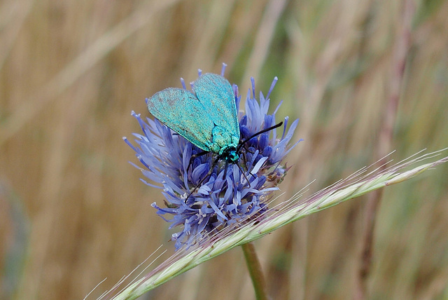 Le Procris de l'oseille en balade !