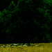 Wald, Benneckenstein