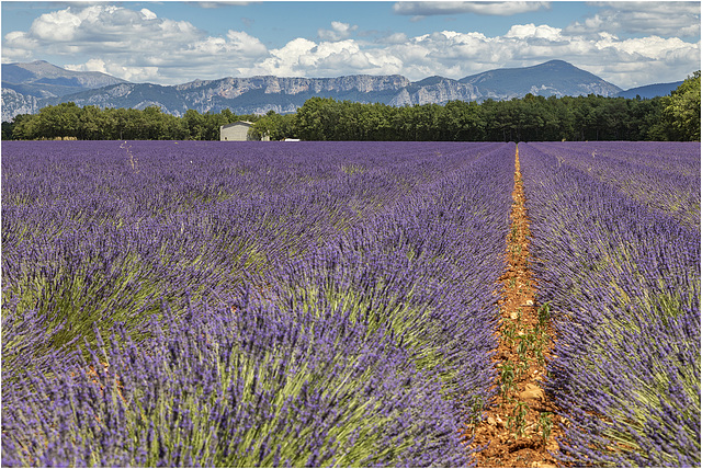 Sur la route de Riez - Auf dem Weg nach Riez - On the road to Riez