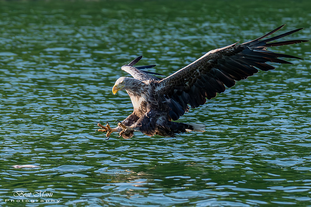 Seeadler beim Zugriff