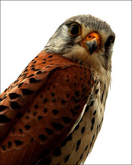 Faucon crécerelle - Common Kestrel ♂ adulte plumage. nuptial  (Falco tinnunculus)