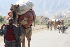 Afar Man with Camel