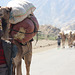 Afar Man with Camel