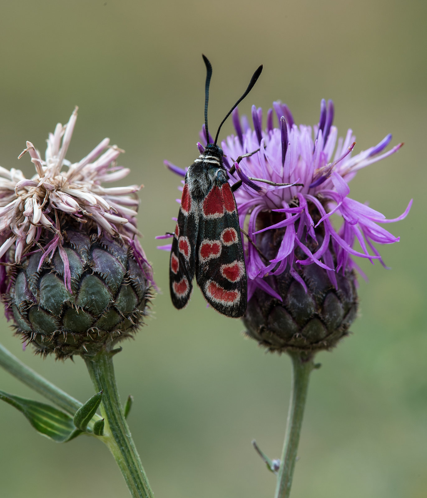 Zygaena spec. (Blutströpfchen)  an Centaurea spec. (Flockenblume) 2015-07-29--D4_DSC3787