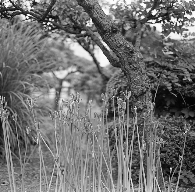 Spider lilies