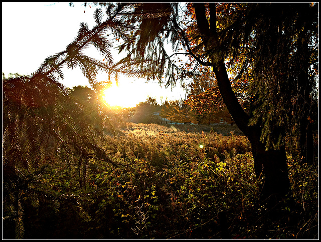 Sun rise over a meadow