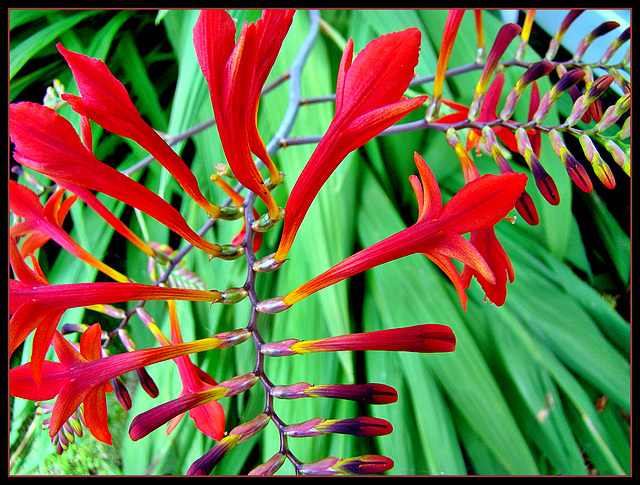 Crocosmia