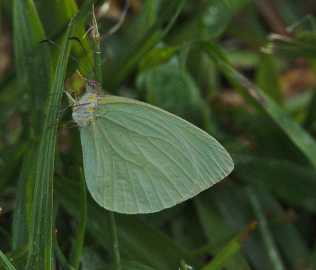 Butterfly EF7A6016