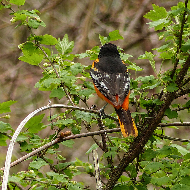 Day 4, Baltimore Oriole, The Tip, Pt Pelee