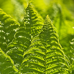 Ferns in Sunlight