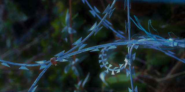 Razor Wire 4