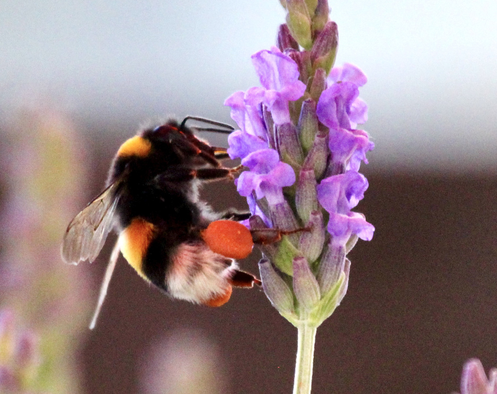 Hummel auf Lavendel