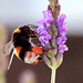 Hummel auf Lavendel