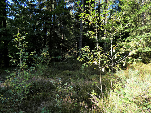 Mischwald der Zukunft