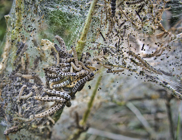 Nest of Caterpillars