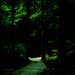 Wald, Benneckenstein