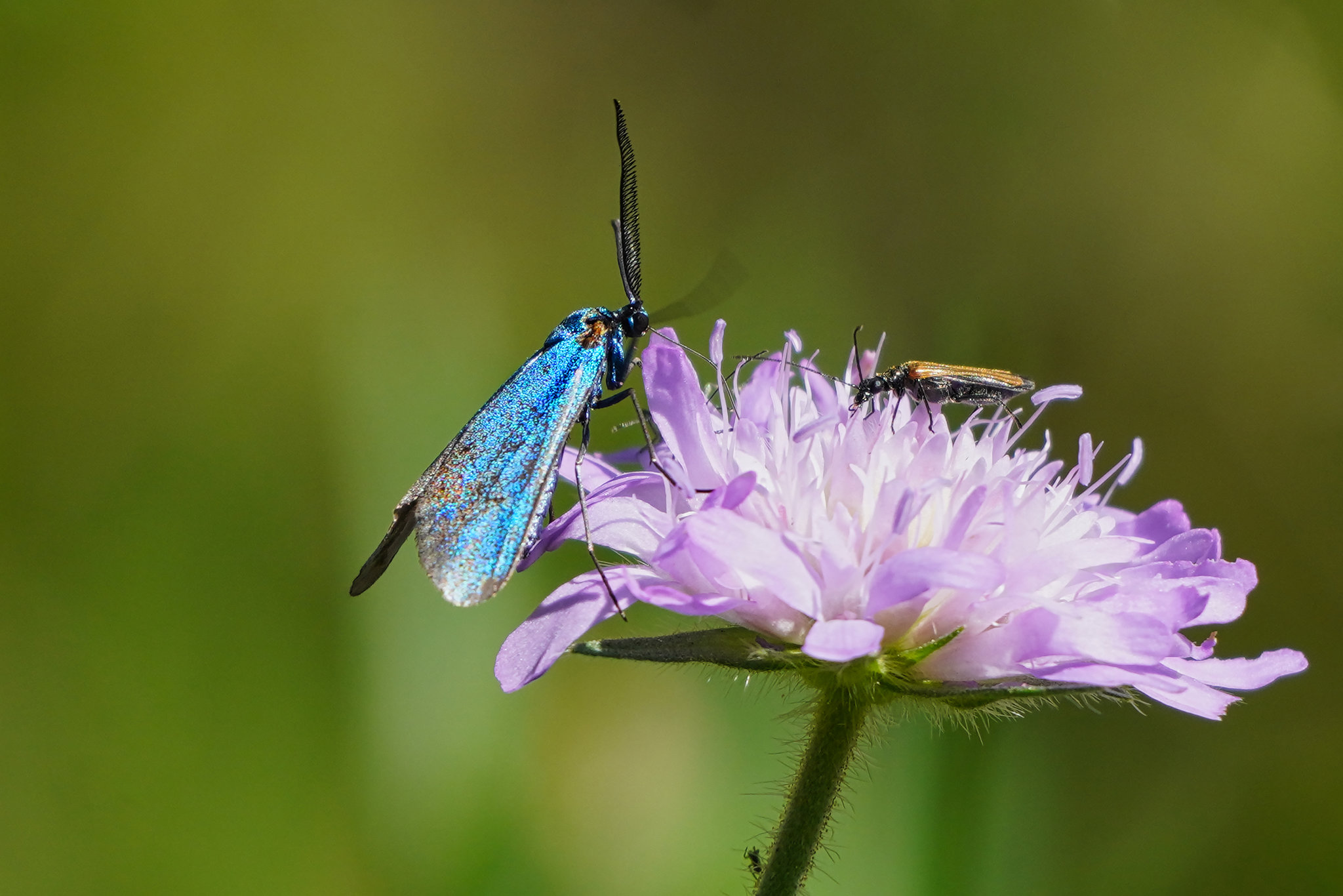 Das Flockenblumen-Grünwidderchen: eine rare Schönheit - The scarce forester: a rare beauty