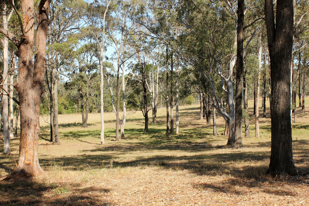 Glade of trees