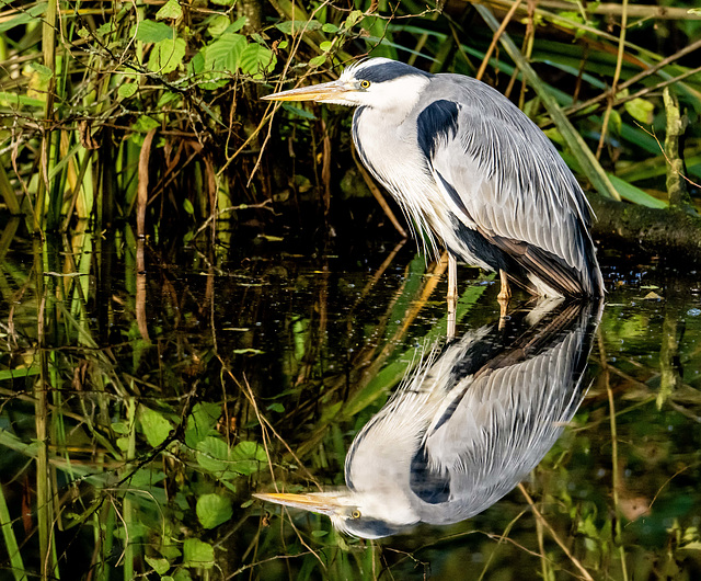 Grey heron