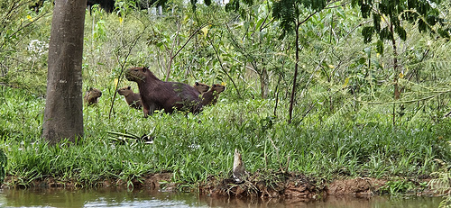 Family of Capybara Family of Capybara