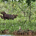 Family of Capybara Family of Capybara