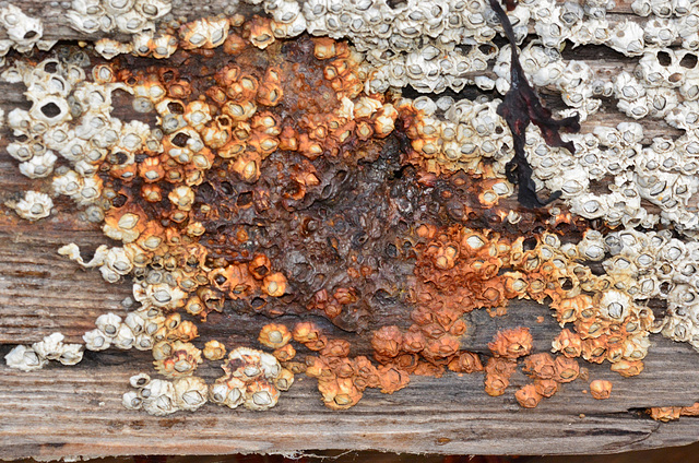 Barnacle encrusted timber