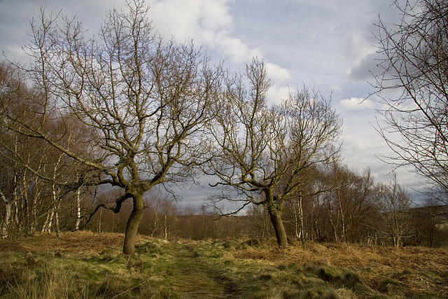 Hay Wood evening sentinels