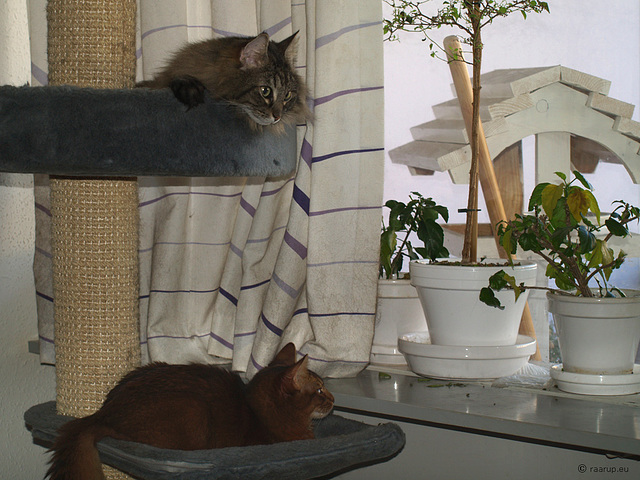 Ivanhoe & Milly birdwatching